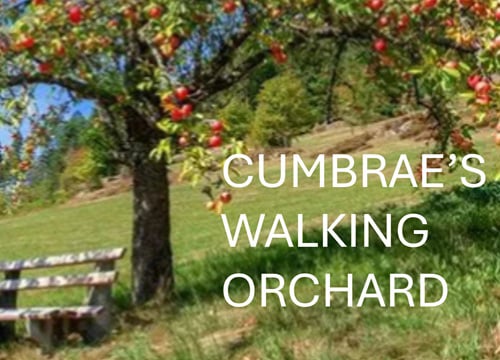 Cumbrae's walking orchard